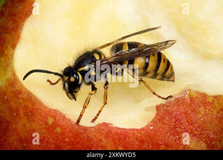 Gewöhnliche Wasp - Fütterung mit Apfelkern Stockfoto