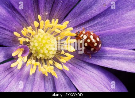 MARIENKÄFER mit 14 PUNKTEN - auf Anemone Blume Stockfoto