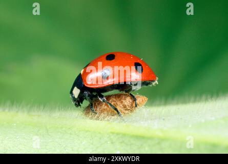 7-Spot Marienkäfer auf Wespenparasitenpuppe Stockfoto