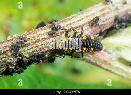 Marienkäfer-Larven - Fütterung an Blattläusen Stockfoto