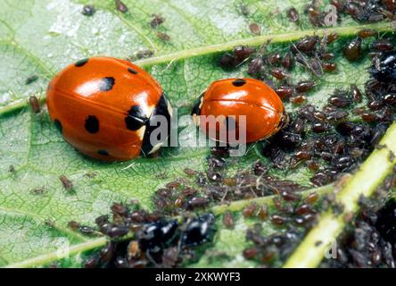 Marienkäfer mit 7 Spot - Fütterung von Blattläusen Stockfoto