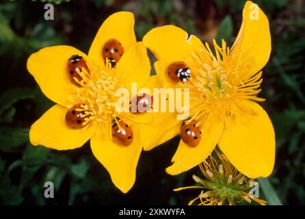 Marienkäfer mit 7 Sätzen - auf Marsh Marigold Stockfoto