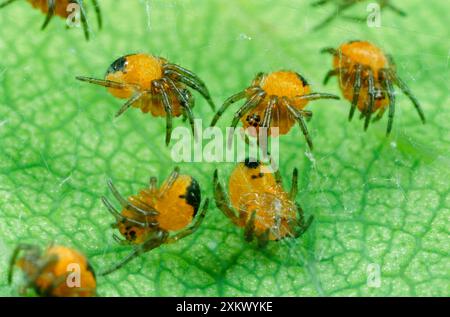 Gartenkreuz / Gartenkugelnetz / KREUZSPINNE - Stockfoto