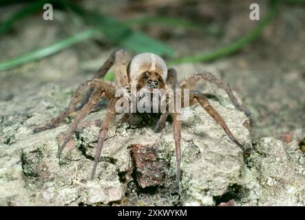 Wolf Spider - Jagd nach Beute Stockfoto