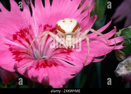 White Crab Spider - liegt auf Beute Stockfoto