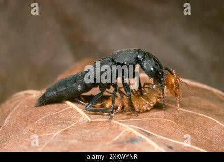 Devil's Coach Horse Beetle - kämpft gegen einen Tausendfüßler Stockfoto