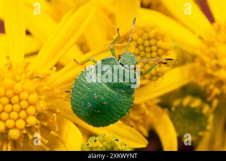 Abschirmung/Stinkwanzer Stockfoto