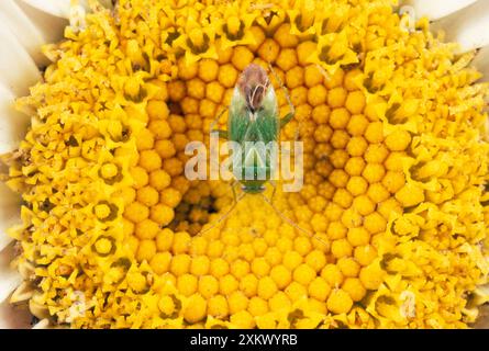 Gemeiner grüner Kapsidkäfer - Fütterung von Blumen Stockfoto