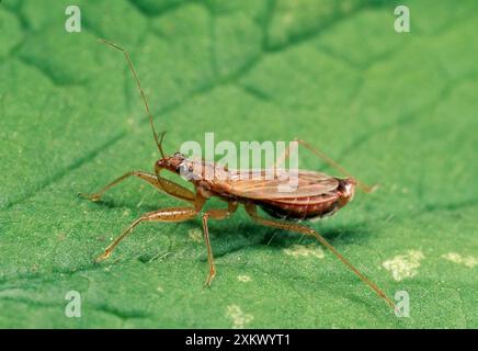 Gemeine Jungfrau Bug Stockfoto