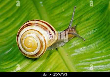 Weißlippige BANDSCHNECKE / Humbug Schnecke - auf grünem Blatt Stockfoto