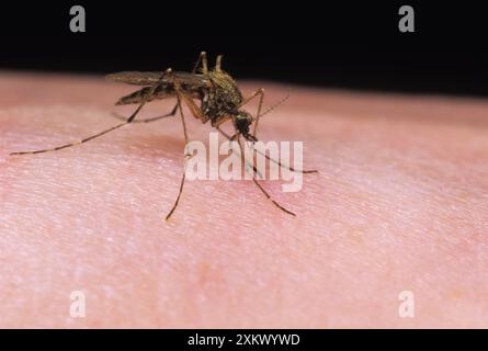 Mücke - weibliche Fütterung am menschlichen Arm Stockfoto