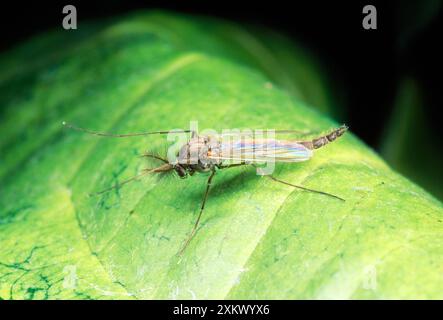 Nicht beißender Midge - männlich Stockfoto