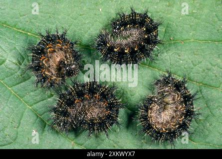 Kleine Schildpatt-Schmetterling-Larve - vier auf Blatt gerollt Stockfoto