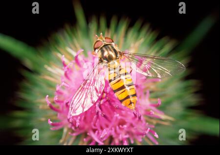 Hoverfly - Fütterung von Disteln Stockfoto