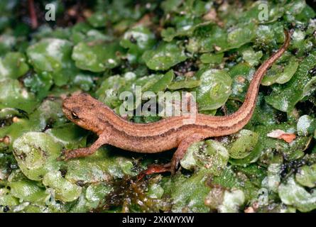 Glatter/gemeiner MOLCH - junger Molch auf Leberkraut Stockfoto