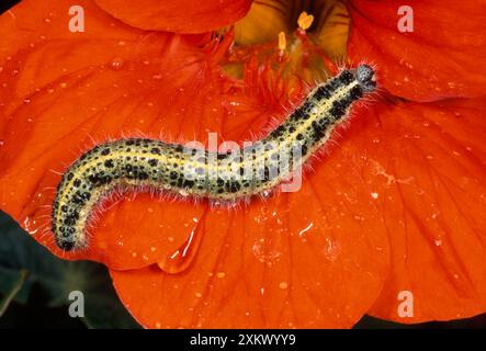 Große weiße Schmetterlingsraupe / Larven Stockfoto