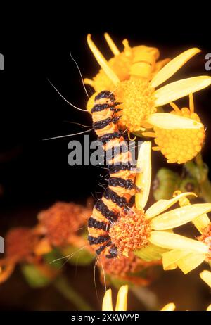 Zinnober-Mottenlarve Stockfoto