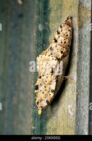 Großer Weißer Schmetterling - Chrysalis Stockfoto