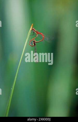 Große gemeine rote Damselfliegen - Paarung Stockfoto