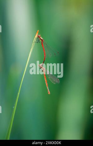 Große gemeine rote Damselfliegen - Paarung Stockfoto