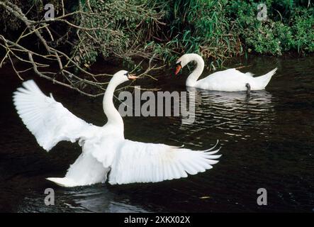 Schwan stummschalten – männlich zeigt weiblich an Stockfoto