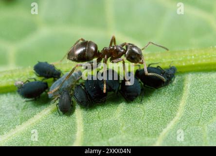 Black Ant – die Blattläuse aus schwarzen Bohnen pflegen Stockfoto