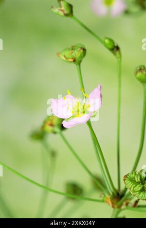 Gemeinsame Wasserplansche Stockfoto