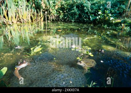 Gewöhnliche FRÖSCHE - Laichen im Gartenteich Stockfoto