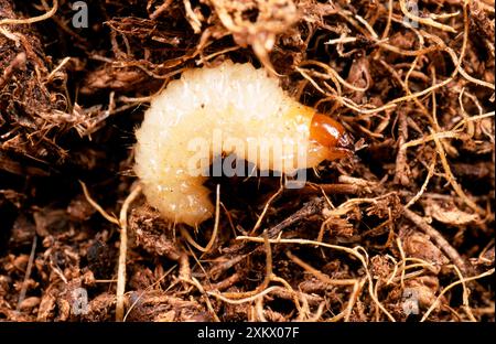 VINE WEEVIL - LARVE Stockfoto