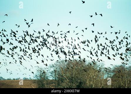 TURM - Scharen Sie sich im Flug über Bäume Stockfoto