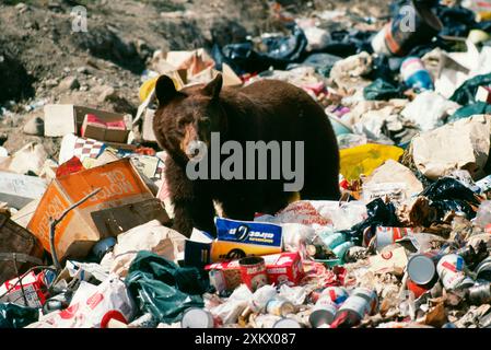 North American Black / Cinnamon BEAR - im Müll wühlen Stockfoto