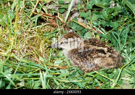 ROTSCHENKEL - KÜKEN IM NEST Stockfoto