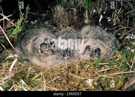 Kurzohrige Eule - jung im Nest Stockfoto