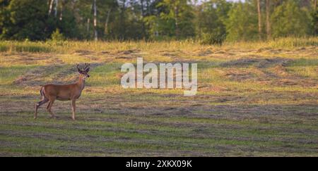 Weißschwanzbock an einem Juliabend im Norden von Wisconsin. Stockfoto