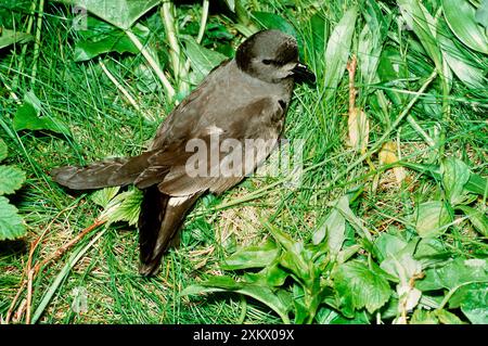 Leach's Sturm PETREL Stockfoto