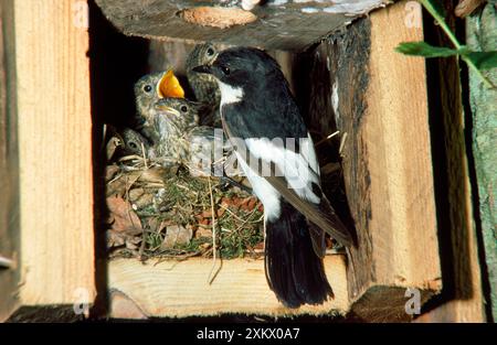 Rattenfänger - beim Nestfüttern der Jungen Stockfoto