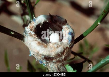 Costa's Kolibri Nest & Eier Stockfoto