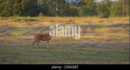 Weißschwanzbock an einem Juliabend im Norden von Wisconsin. Stockfoto