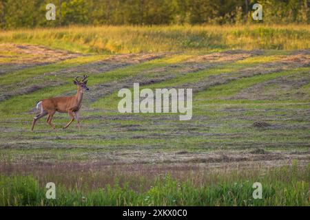 Weißschwanzbock an einem Juliabend im Norden von Wisconsin. Stockfoto