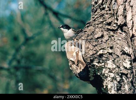 Rattenfänger - weibliches Nestgebäude und männlicher Aussichtspunkt Stockfoto
