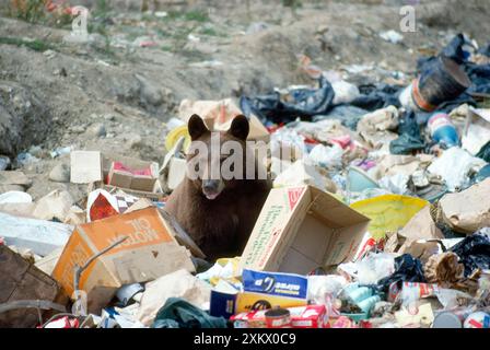 North American Black / Cinnamon BEAR - im Müll wühlen Stockfoto