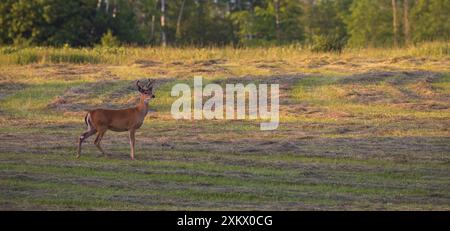 Weißschwanzbock an einem Juliabend im Norden von Wisconsin. Stockfoto