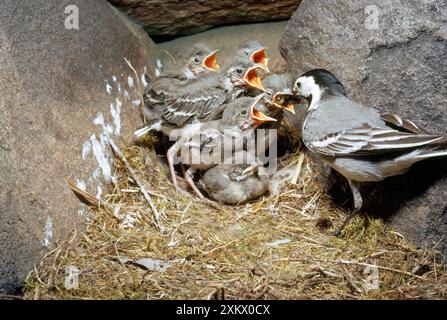 RATTENBACHTEL ERNÄHRT KÜKEN Stockfoto