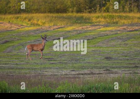 Weißschwanzbock an einem Juliabend im Norden von Wisconsin. Stockfoto