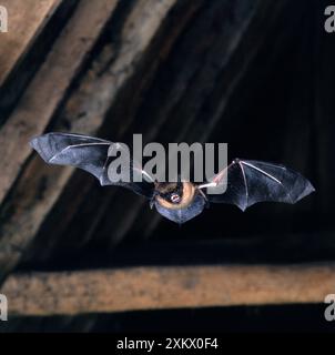 Serotine Fledermaus - im Flug in Sparren Stockfoto