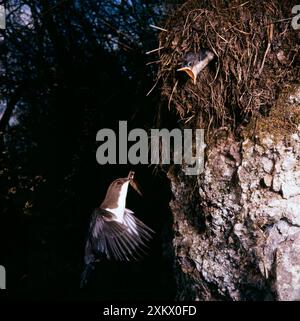 Löffler - Fütterung von Jungen im Nest am Flussufer. Stockfoto