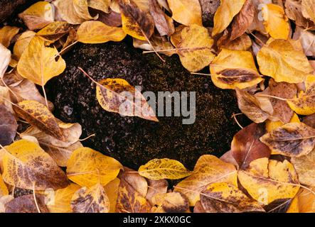 BAUMWOLLHOLZBLÄTTER - HERBST Stockfoto