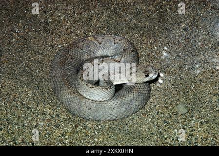 Aruba Island Klapperschlange - gewickelt Stockfoto