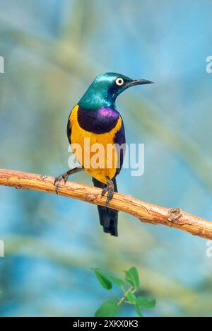 Royal / Golden-breasted STARLING - sitzt auf einem Zweig Stockfoto