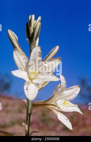 DESERT LILY Stockfoto